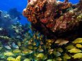 A school of snapper are sheltering under the underside of a shallow coral outcrop in the Florida keys.  Their brilliant shiny yellow make them stand out against the background.